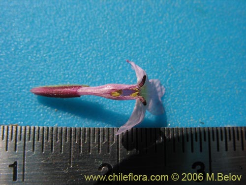 Imágen de Verbena sp. #3088 (). Haga un clic para aumentar parte de imágen.