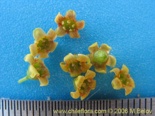 Ribes polyanthes的照片