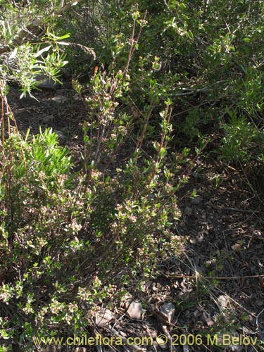 Guindilia trinervisの写真