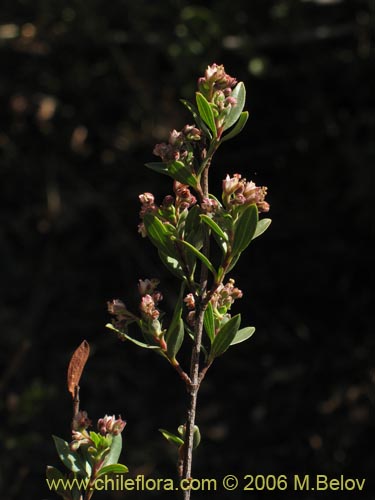 Guindilia trinervisの写真