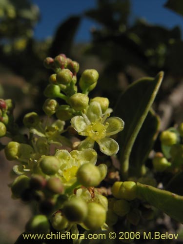 Image of Schinus montanus (Muchi / Litrecillo). Click to enlarge parts of image.