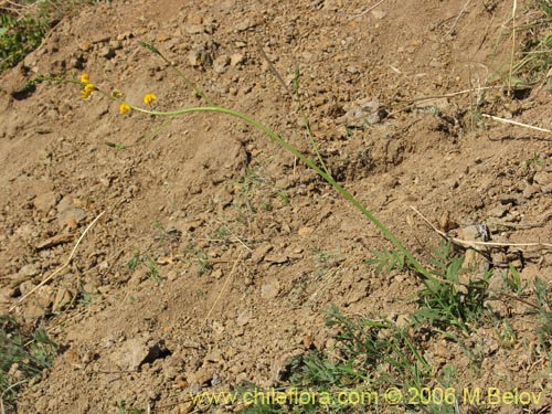 Bild von Adesmia sp. #1654 (). Klicken Sie, um den Ausschnitt zu vergrössern.