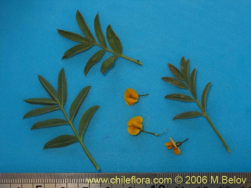 Bild von Adesmia sp. #1654 (). Klicken Sie, um den Ausschnitt zu vergrössern.