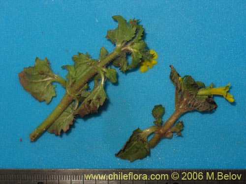 Bild von Mimulus glabratus (Berro amarillo / Mímulo de flores chicas). Klicken Sie, um den Ausschnitt zu vergrössern.