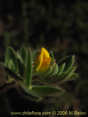 Image of Adesmia sp. #1655 (). Click to enlarge parts of image.