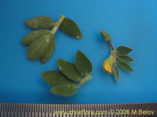 Image of Adesmia sp. #1655 (). Click to enlarge parts of image.