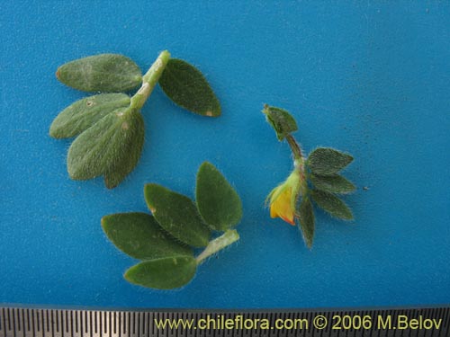 Adesmia sp. #1655의 사진