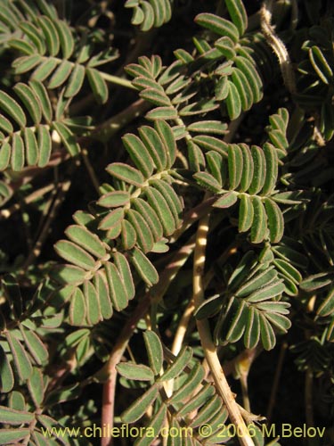 Image of Adesmia sp. #1657 (). Click to enlarge parts of image.