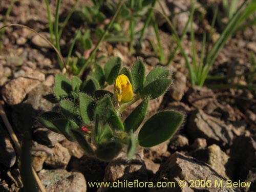 Adesmia sp. #1655의 사진