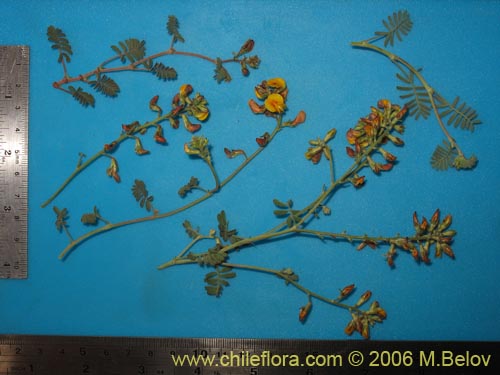 Adesmia sp. #1657의 사진