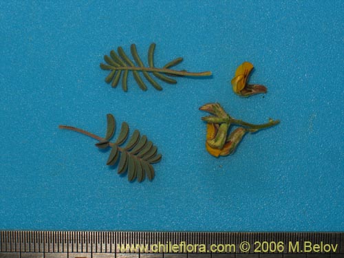 Adesmia sp. #1657의 사진