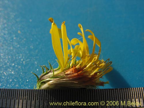 Bild von Haplopappus sp. #1656 (). Klicken Sie, um den Ausschnitt zu vergrössern.