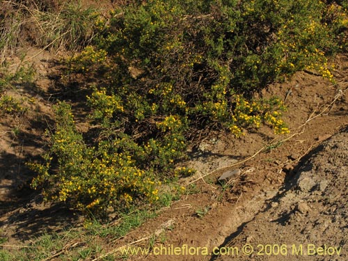 Image of Adesmia sp. #1653 (). Click to enlarge parts of image.