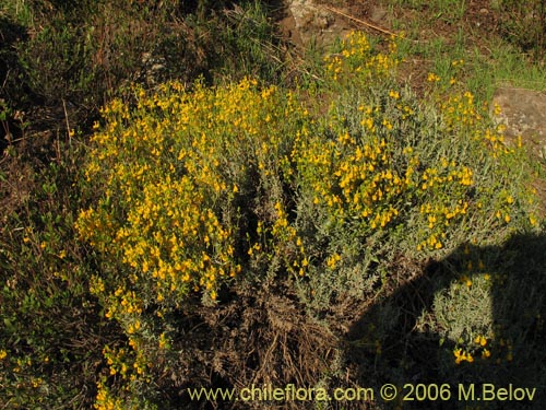 Bild von Calceolaria segethii (). Klicken Sie, um den Ausschnitt zu vergrössern.