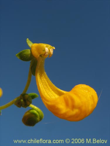 Bild von Calceolaria segethii (). Klicken Sie, um den Ausschnitt zu vergrössern.