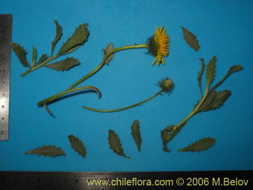 Imágen de Haplopappus sp. #3087 (). Haga un clic para aumentar parte de imágen.