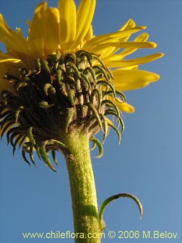 Imágen de Haplopappus sp. #3087 (). Haga un clic para aumentar parte de imágen.