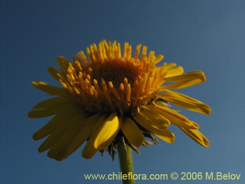 Imágen de Haplopappus sp. #3087 (). Haga un clic para aumentar parte de imágen.