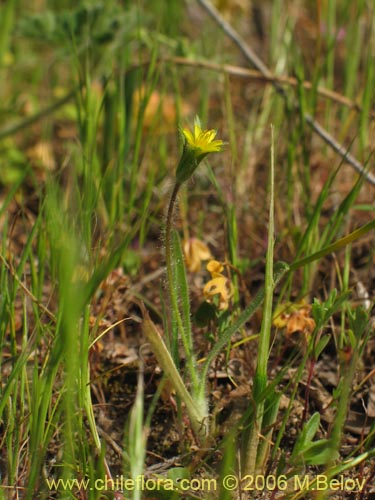 Bild von Asteraceae sp. #1906 (). Klicken Sie, um den Ausschnitt zu vergrössern.
