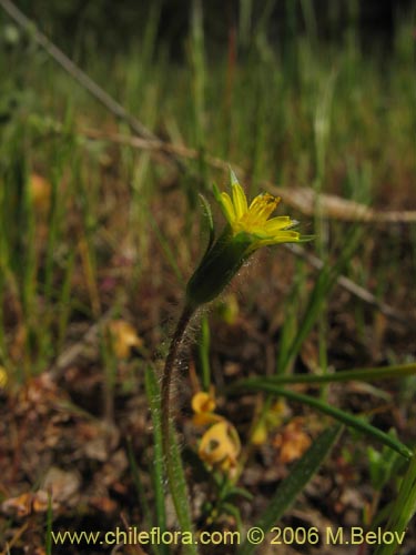 Bild von Asteraceae sp. #1906 (). Klicken Sie, um den Ausschnitt zu vergrössern.