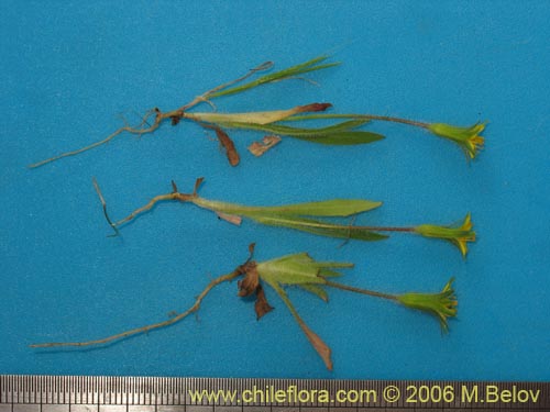 Bild von Asteraceae sp. #1906 (). Klicken Sie, um den Ausschnitt zu vergrössern.