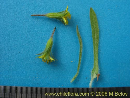 Bild von Asteraceae sp. #1906 (). Klicken Sie, um den Ausschnitt zu vergrössern.