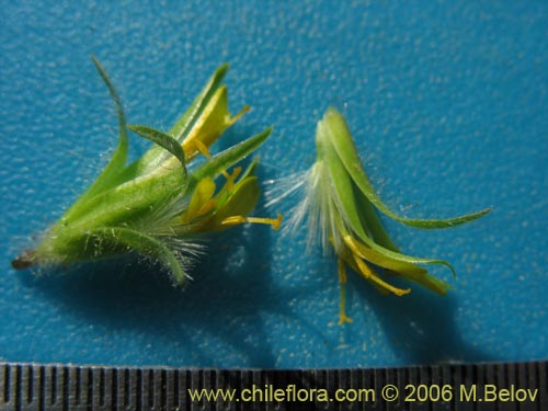 Bild von Asteraceae sp. #1906 (). Klicken Sie, um den Ausschnitt zu vergrössern.