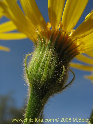 Bild von Asteraceae sp. #1907 (). Klicken Sie, um den Ausschnitt zu vergrössern.
