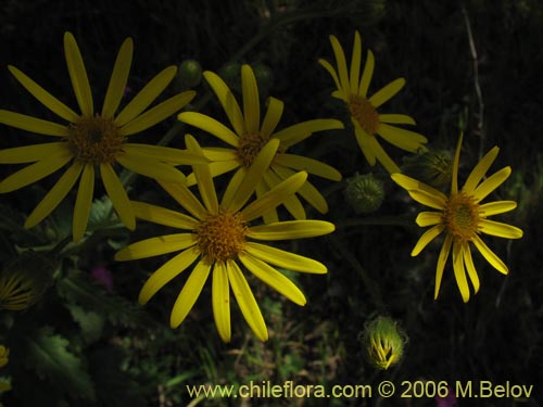 Bild von Asteraceae sp. #1907 (). Klicken Sie, um den Ausschnitt zu vergrössern.