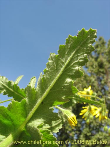 Bild von Asteraceae sp. #1907 (). Klicken Sie, um den Ausschnitt zu vergrössern.
