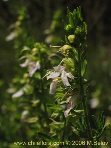 Image of Teucrium bicolor (Oreganillo). Click to enlarge parts of image.