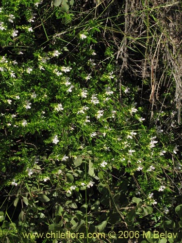 Image of Teucrium bicolor (Oreganillo). Click to enlarge parts of image.