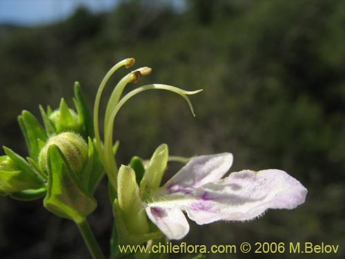 Image of Teucrium bicolor (Oreganillo). Click to enlarge parts of image.