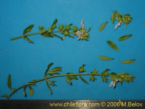 Image of Teucrium bicolor (Oreganillo). Click to enlarge parts of image.