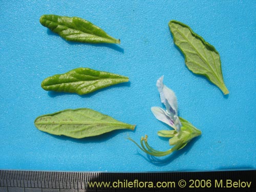 Image of Teucrium bicolor (Oreganillo). Click to enlarge parts of image.