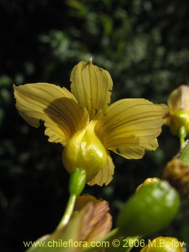 Sisyrinchium striatum의 사진