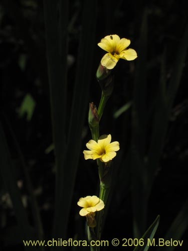 Sisyrinchium striatum의 사진