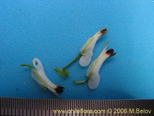 Fumaria capreolata의 사진