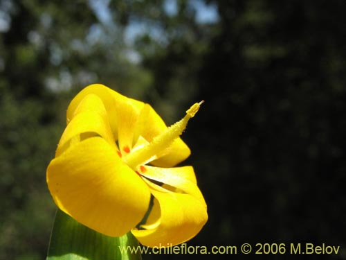 Solenomelus pedunculatus의 사진