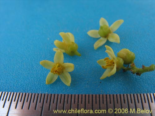 Imágen de Planta no identificada sp. #3073 (). Haga un clic para aumentar parte de imágen.