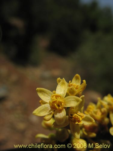 Imágen de Planta no identificada sp. #3073 (). Haga un clic para aumentar parte de imágen.