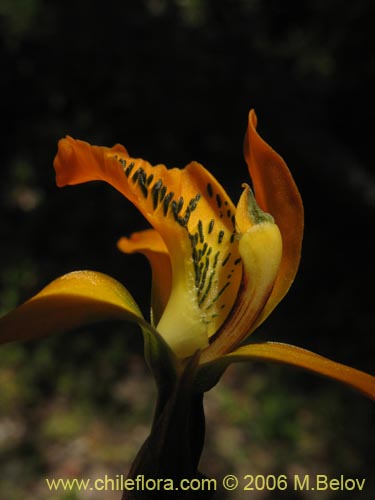 Imágen de Chloraea chrysantha (). Haga un clic para aumentar parte de imágen.