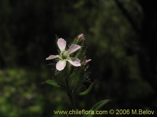 Image of Silene gallica (Calabacillo). Click to enlarge parts of image.