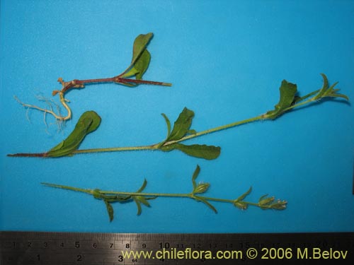 Bild von Silene gallica (Calabacillo). Klicken Sie, um den Ausschnitt zu vergrössern.