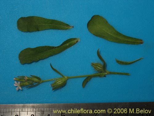 Bild von Silene gallica (Calabacillo). Klicken Sie, um den Ausschnitt zu vergrössern.