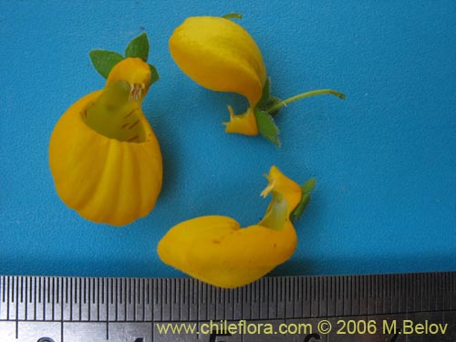 Imágen de Calceolaria corymbosa ssp. corymbosa (). Haga un clic para aumentar parte de imágen.