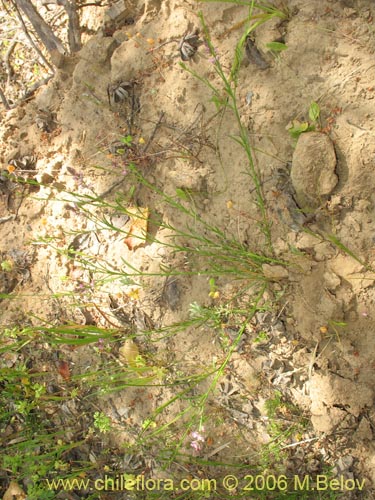 Bild von Polygalaceae sp. #K8441 (). Klicken Sie, um den Ausschnitt zu vergrössern.