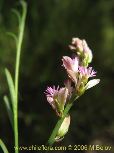 Bild von Polygalaceae sp. #K8441 (). Klicken Sie, um den Ausschnitt zu vergrössern.