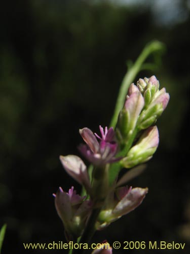 Bild von Polygalaceae sp. #K8441 (). Klicken Sie, um den Ausschnitt zu vergrössern.