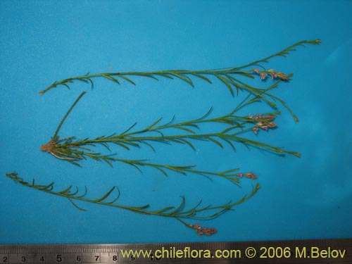 Polygalaceae sp. #K8441の写真